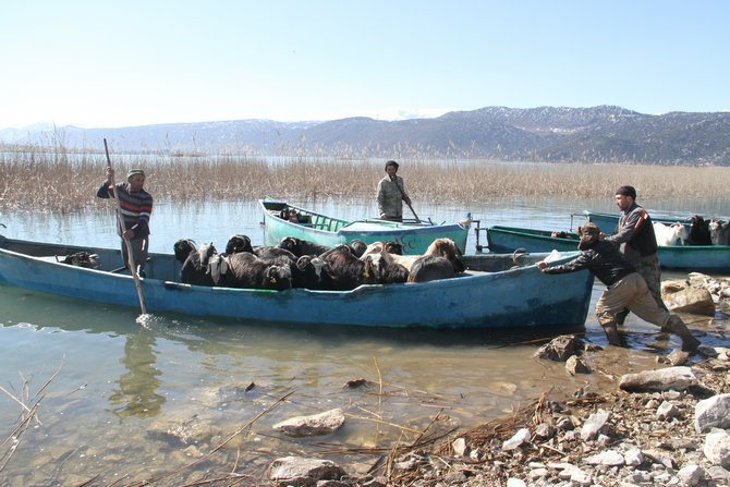 Keçilerin göl üzerinde balıkçı tekneleriyle dönüş yolculuğu 13