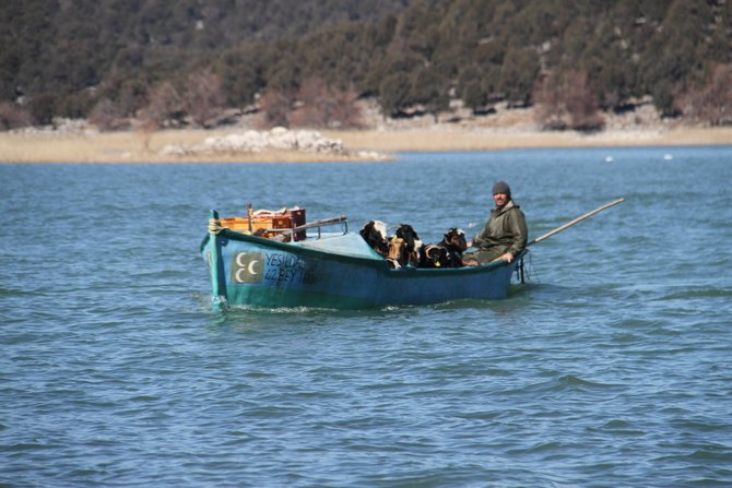 Keçilerin göl üzerinde balıkçı tekneleriyle dönüş yolculuğu 14
