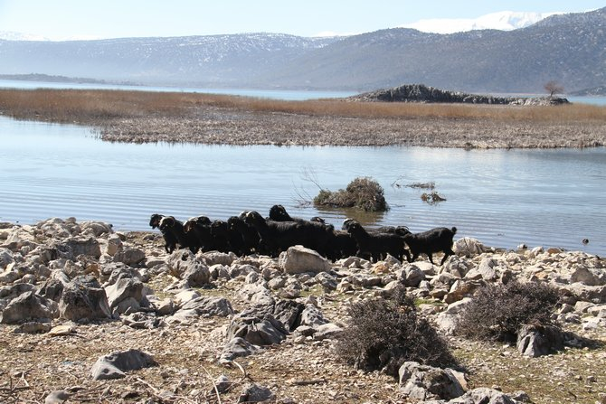 Keçilerin göl üzerinde balıkçı tekneleriyle dönüş yolculuğu 17
