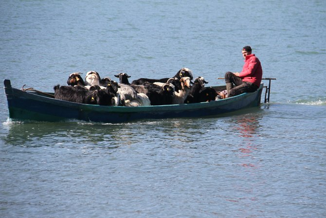 Keçilerin göl üzerinde balıkçı tekneleriyle dönüş yolculuğu 19