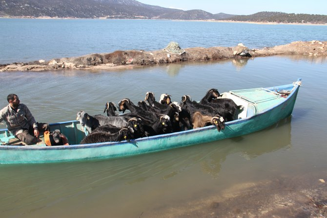 Keçilerin göl üzerinde balıkçı tekneleriyle dönüş yolculuğu 20