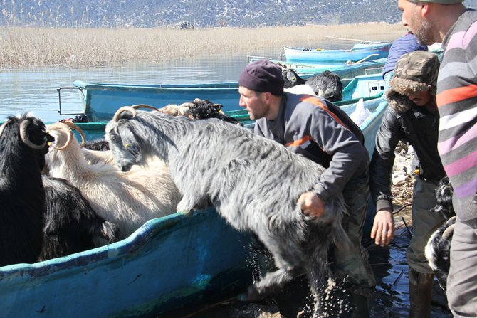 Keçilerin göl üzerinde balıkçı tekneleriyle dönüş yolculuğu 21