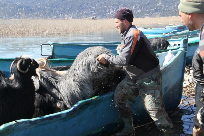Keçilerin göl üzerinde balıkçı tekneleriyle dönüş yolculuğu 3