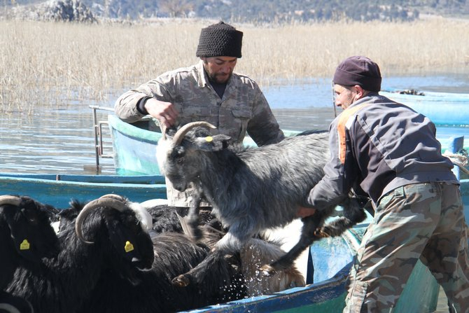 Keçilerin göl üzerinde balıkçı tekneleriyle dönüş yolculuğu 6