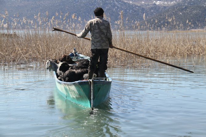 Keçilerin göl üzerinde balıkçı tekneleriyle dönüş yolculuğu 7