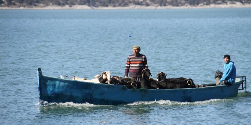 Keçilerin göl üzerinde balıkçı tekneleriyle dönüş yolculuğu