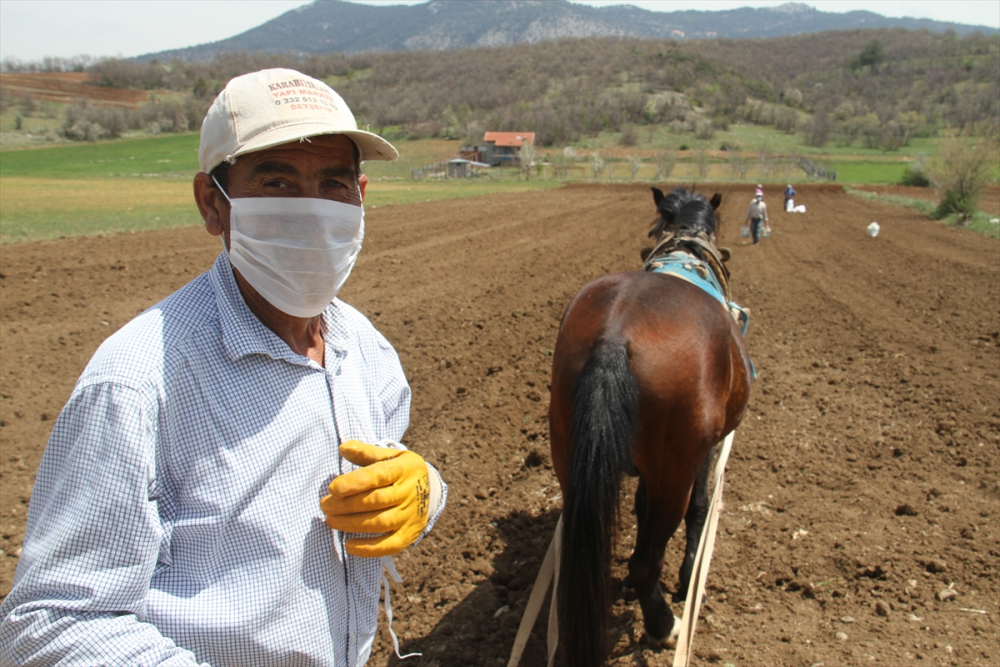 Konya'da çiftçilerin "atlı eşekli" fasulye ekimi mesaisi 1