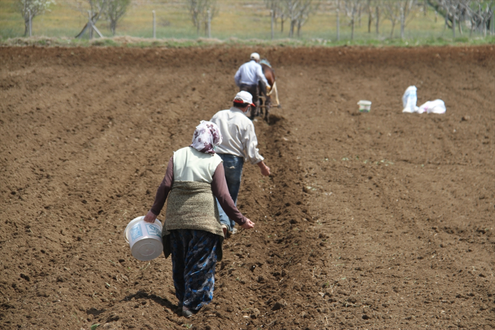 Konya'da çiftçilerin "atlı eşekli" fasulye ekimi mesaisi 10