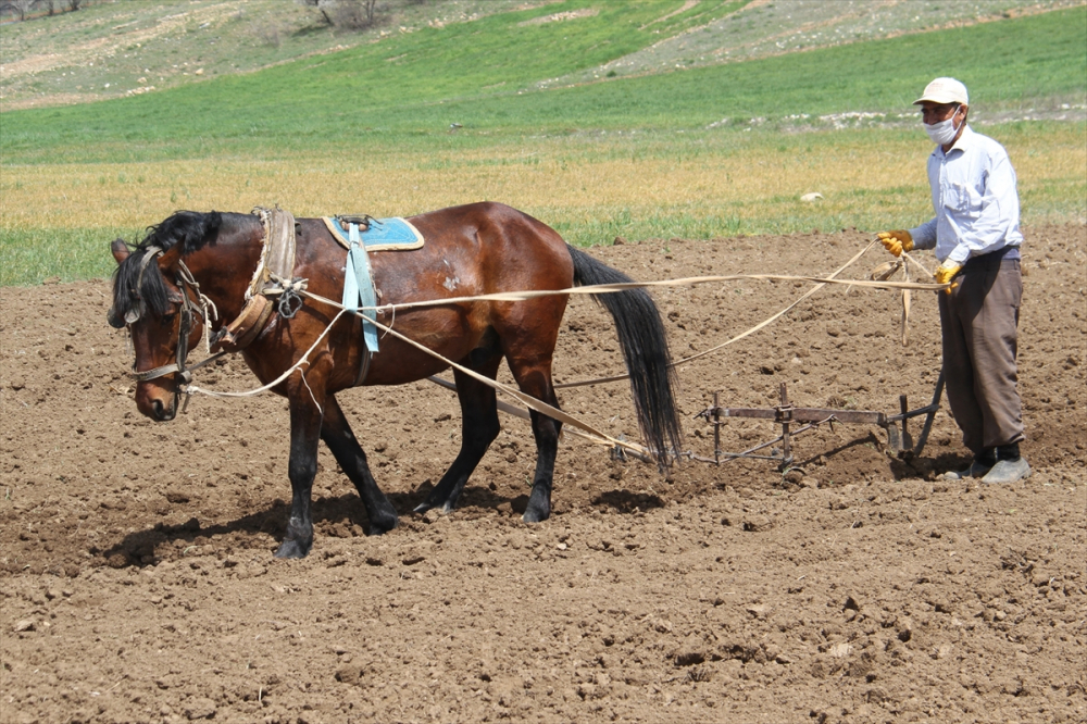 Konya'da çiftçilerin "atlı eşekli" fasulye ekimi mesaisi 13