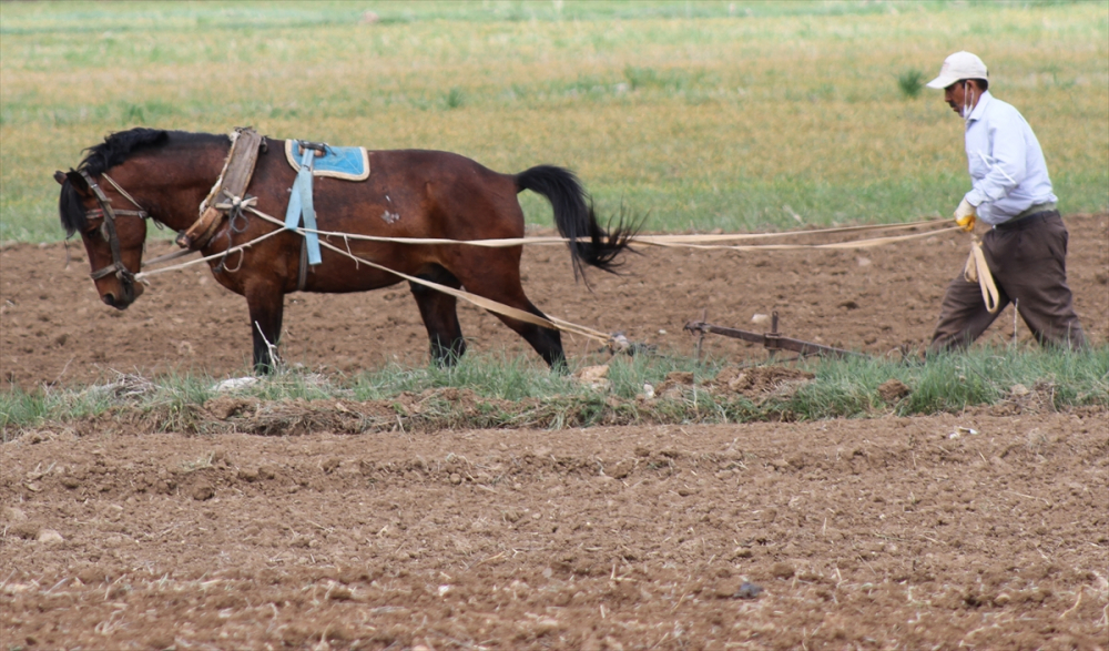 Konya'da çiftçilerin "atlı eşekli" fasulye ekimi mesaisi 2