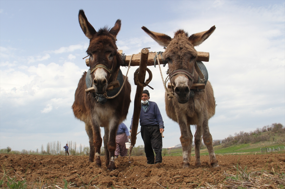 Konya'da çiftçilerin "atlı eşekli" fasulye ekimi mesaisi 3