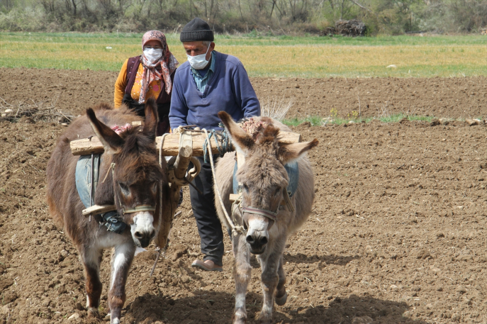 Konya'da çiftçilerin "atlı eşekli" fasulye ekimi mesaisi 6