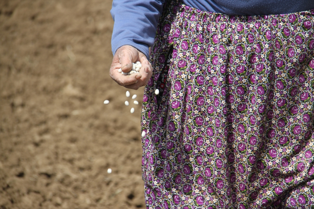 Konya'da çiftçilerin "atlı eşekli" fasulye ekimi mesaisi 8
