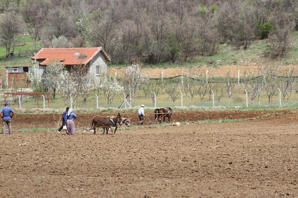 Konya'da çiftçilerin "atlı eşekli" fasulye ekimi mesaisi 9