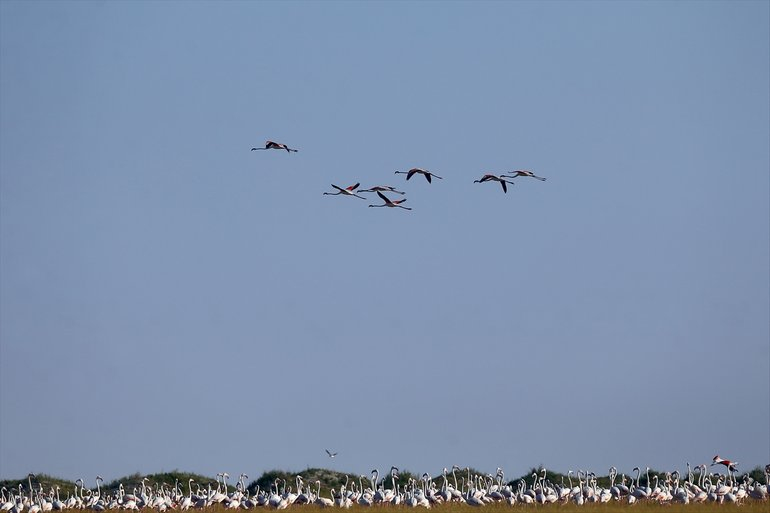 Flamingoların yaşam cenneti Tuz Gölü'ndeki görsel şöleni 1