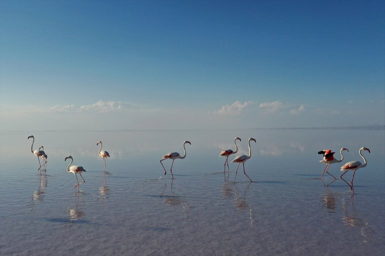 Flamingoların yaşam cenneti Tuz Gölü'ndeki görsel şöleni 10