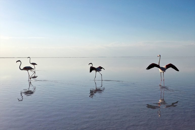 Flamingoların yaşam cenneti Tuz Gölü'ndeki görsel şöleni 11