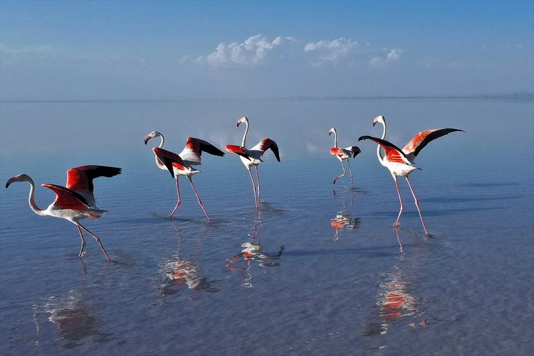 Flamingoların yaşam cenneti Tuz Gölü'ndeki görsel şöleni 12