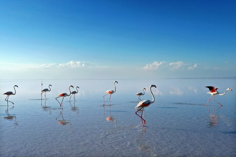 Flamingoların yaşam cenneti Tuz Gölü'ndeki görsel şöleni 13