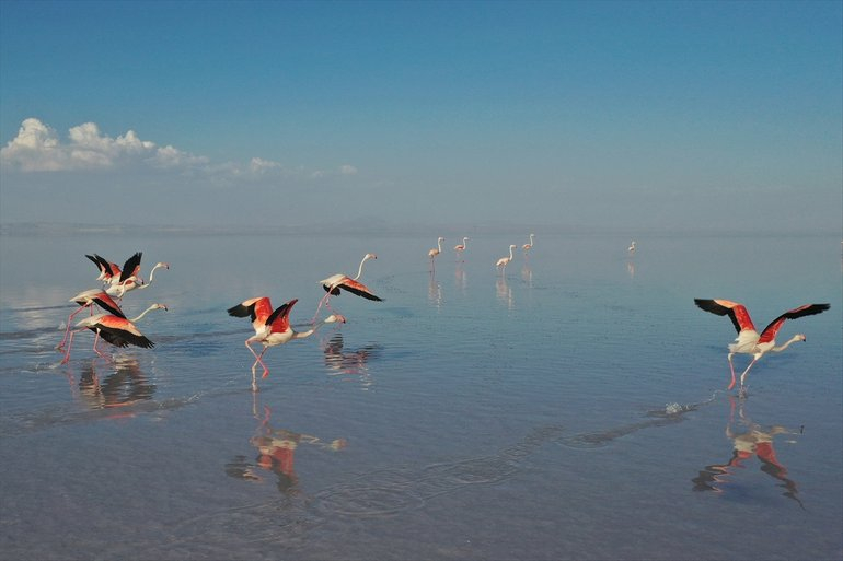 Flamingoların yaşam cenneti Tuz Gölü'ndeki görsel şöleni 14