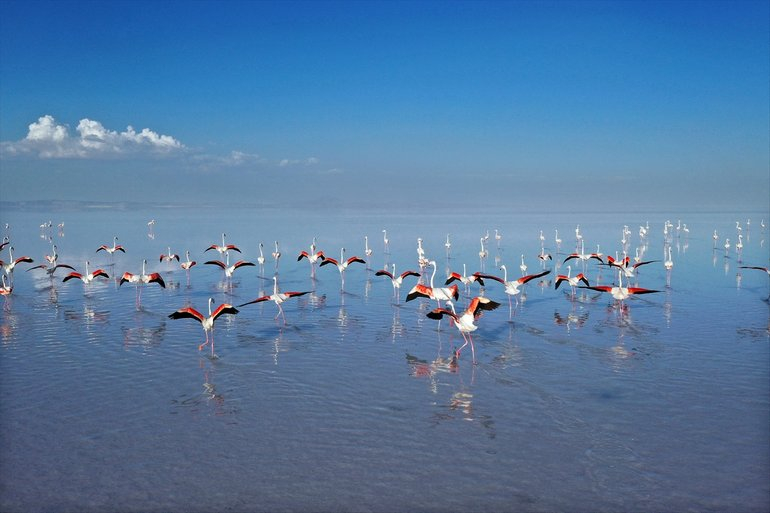 Flamingoların yaşam cenneti Tuz Gölü'ndeki görsel şöleni 15