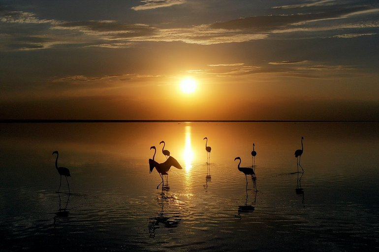 Flamingoların yaşam cenneti Tuz Gölü'ndeki görsel şöleni 17