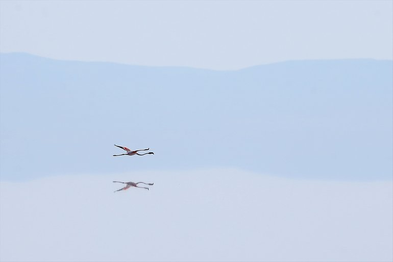 Flamingoların yaşam cenneti Tuz Gölü'ndeki görsel şöleni 18
