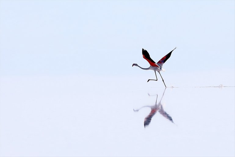 Flamingoların yaşam cenneti Tuz Gölü'ndeki görsel şöleni 2