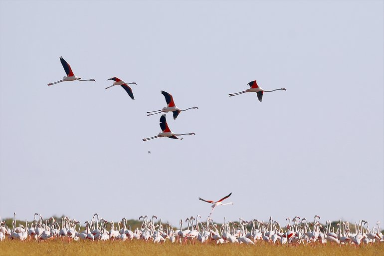 Flamingoların yaşam cenneti Tuz Gölü'ndeki görsel şöleni 22