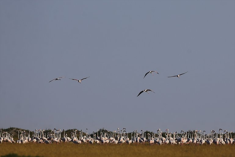 Flamingoların yaşam cenneti Tuz Gölü'ndeki görsel şöleni 23