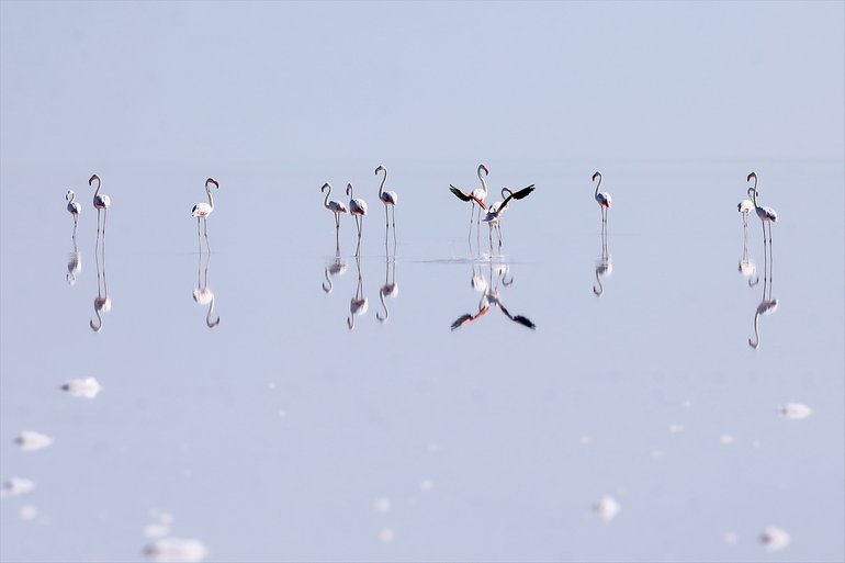 Flamingoların yaşam cenneti Tuz Gölü'ndeki görsel şöleni 24