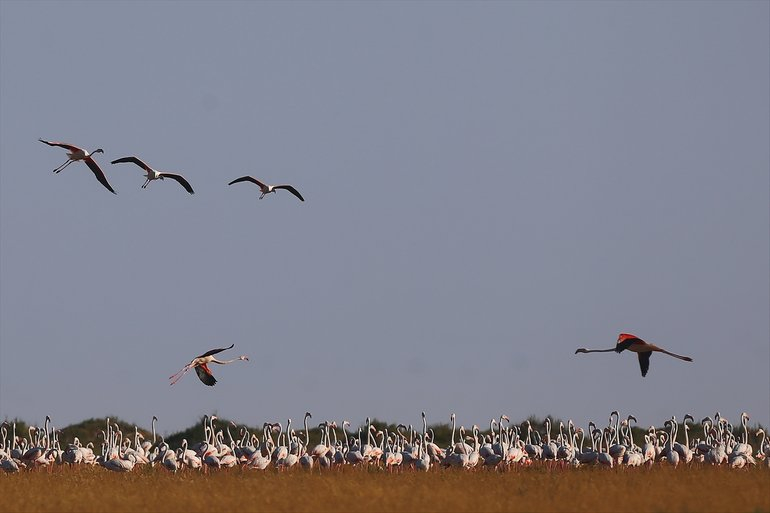 Flamingoların yaşam cenneti Tuz Gölü'ndeki görsel şöleni 25