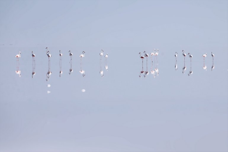 Flamingoların yaşam cenneti Tuz Gölü'ndeki görsel şöleni 26
