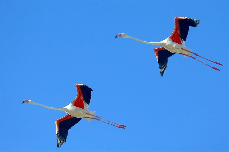 Flamingoların yaşam cenneti Tuz Gölü'ndeki görsel şöleni 27