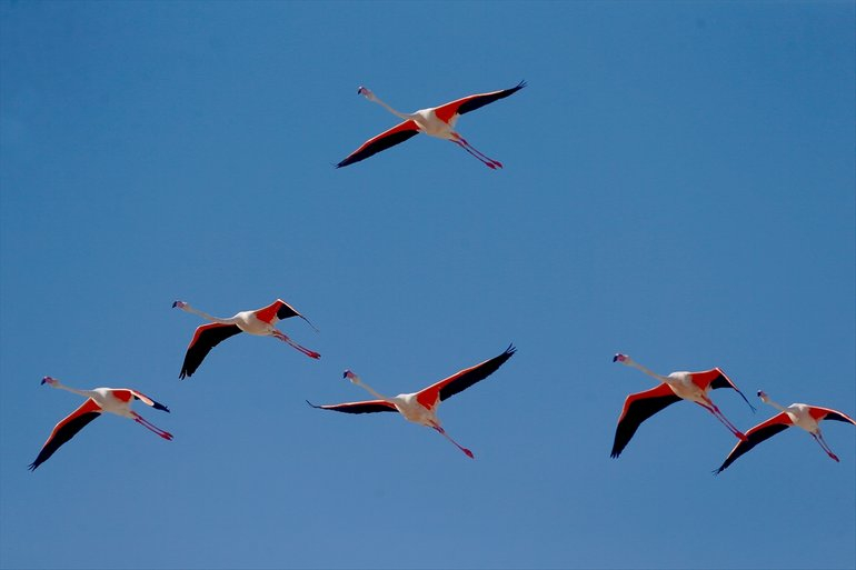 Flamingoların yaşam cenneti Tuz Gölü'ndeki görsel şöleni 28