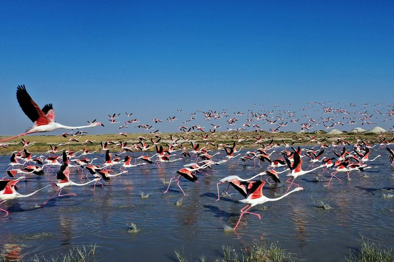 Flamingoların yaşam cenneti Tuz Gölü'ndeki görsel şöleni 29