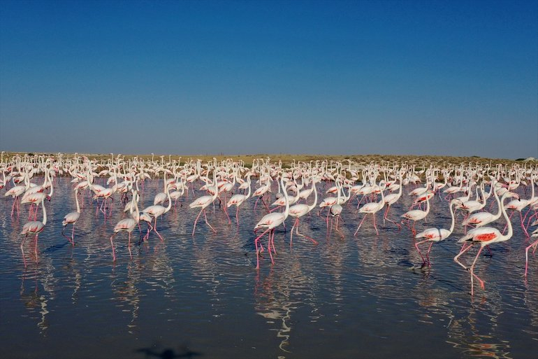 Flamingoların yaşam cenneti Tuz Gölü'ndeki görsel şöleni 30