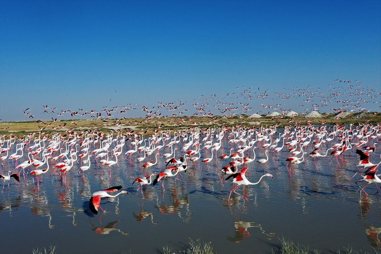 Flamingoların yaşam cenneti Tuz Gölü'ndeki görsel şöleni 31