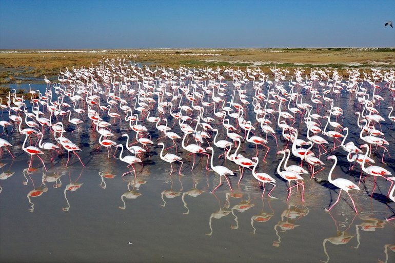 Flamingoların yaşam cenneti Tuz Gölü'ndeki görsel şöleni 32