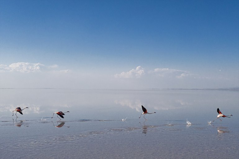 Flamingoların yaşam cenneti Tuz Gölü'ndeki görsel şöleni 4