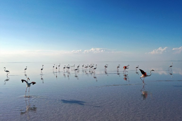 Flamingoların yaşam cenneti Tuz Gölü'ndeki görsel şöleni 8