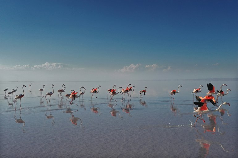 Flamingoların yaşam cenneti Tuz Gölü'ndeki görsel şöleni 9