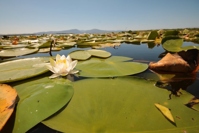 Beyşehir Gölü’nde yetişen nilüferler görsel şölen oluşturuyor 10
