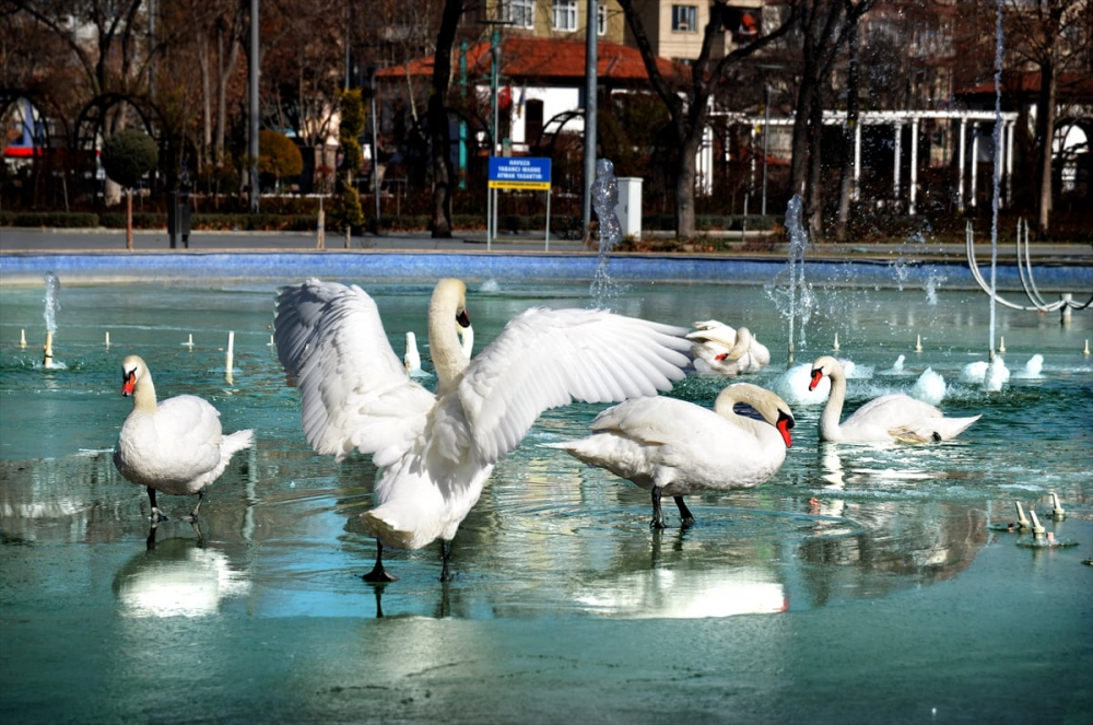 Kuğular buz tutan havuzda güzel görüntüler oluşturdu 13