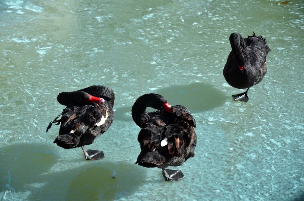 Kuğular buz tutan havuzda güzel görüntüler oluşturdu 5
