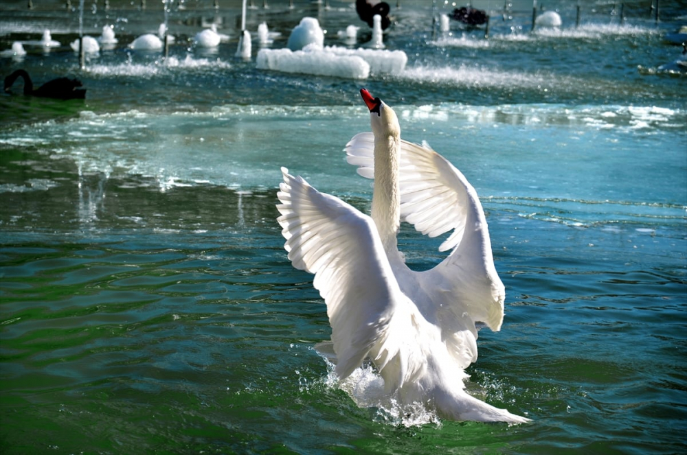 Kuğular buz tutan havuzda güzel görüntüler oluşturdu 7