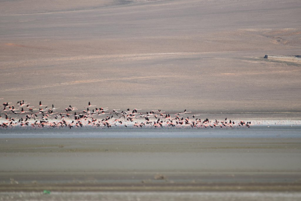 Erken gelen flamingolar, havalar soğuyunca tekrar göç etti 10