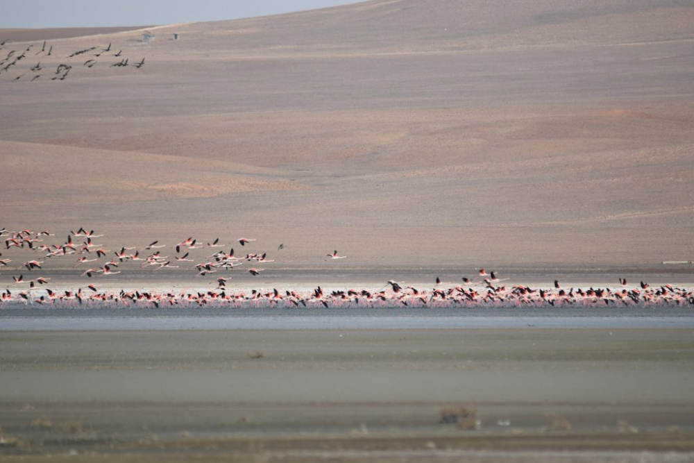 Erken gelen flamingolar, havalar soğuyunca tekrar göç etti 11