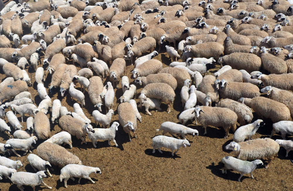 Konya'da binlerce kuzunun "süt koşusu" 11