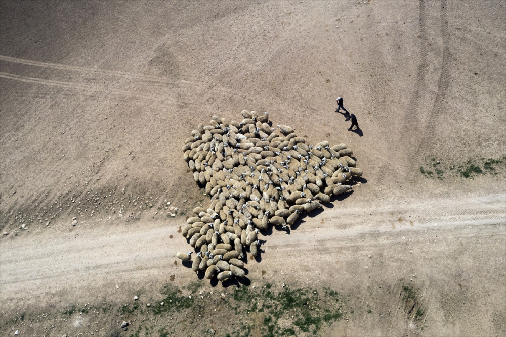 Konya'da binlerce kuzunun "süt koşusu" 7